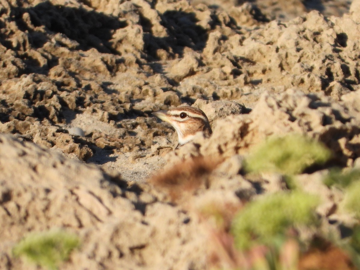 Bimaculated Lark - ML643701986