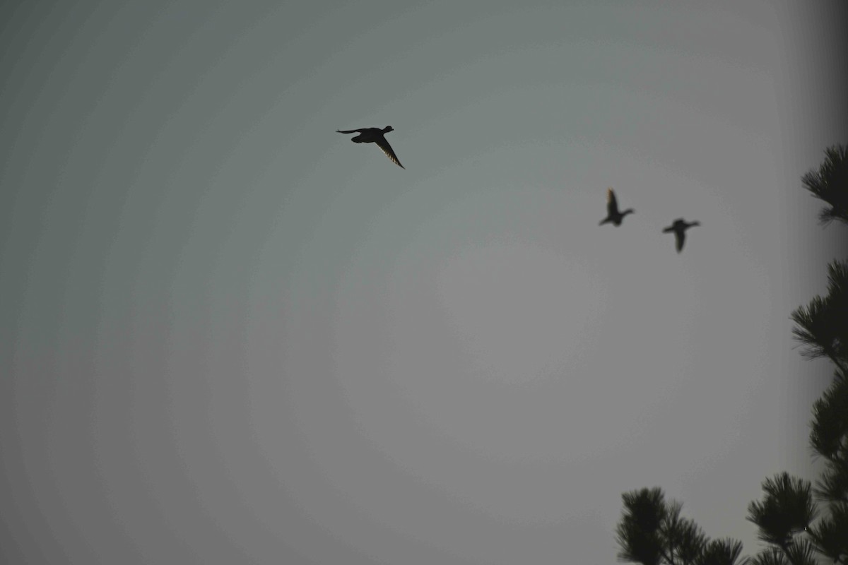 Wood Duck - ML643701997