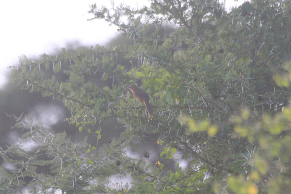 Rufous Chatterer - ML643701999
