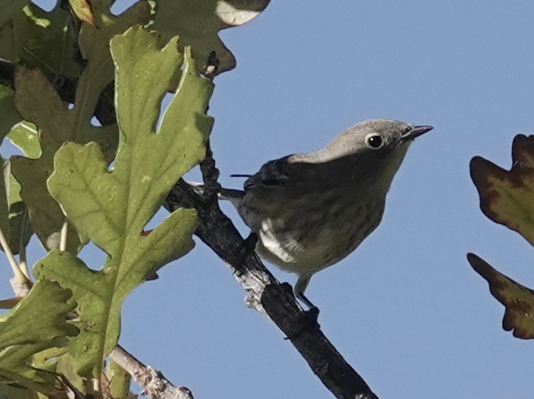 Yellow-rumped Warbler - ML643702000