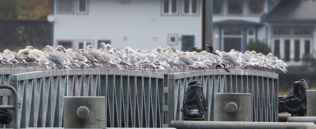 Double-crested Cormorant - ML643702010