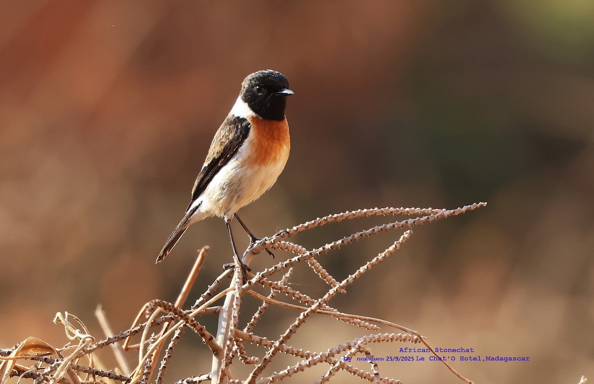 African Stonechat - Argrit Boonsanguan