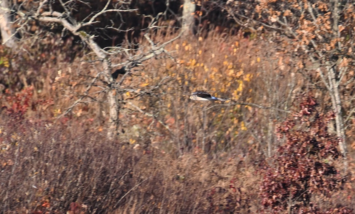 Northern Harrier - ML643702020