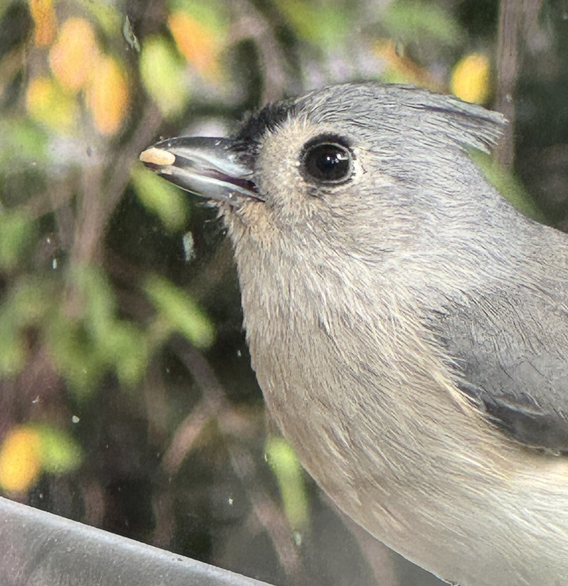 Tufted Titmouse - ML643702039