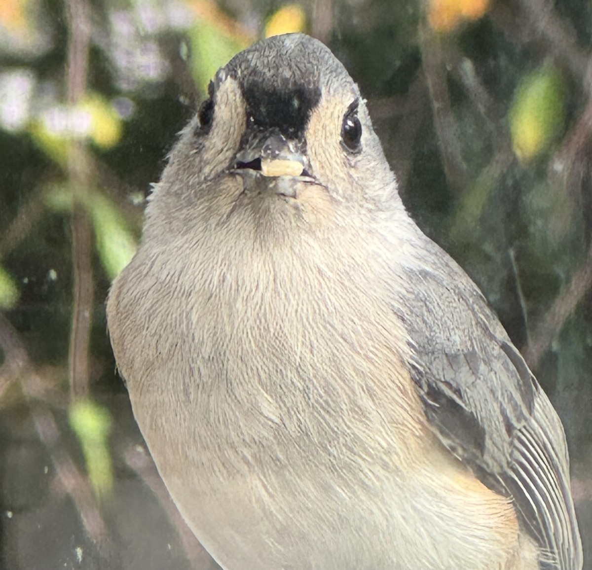 Tufted Titmouse - ML643702040