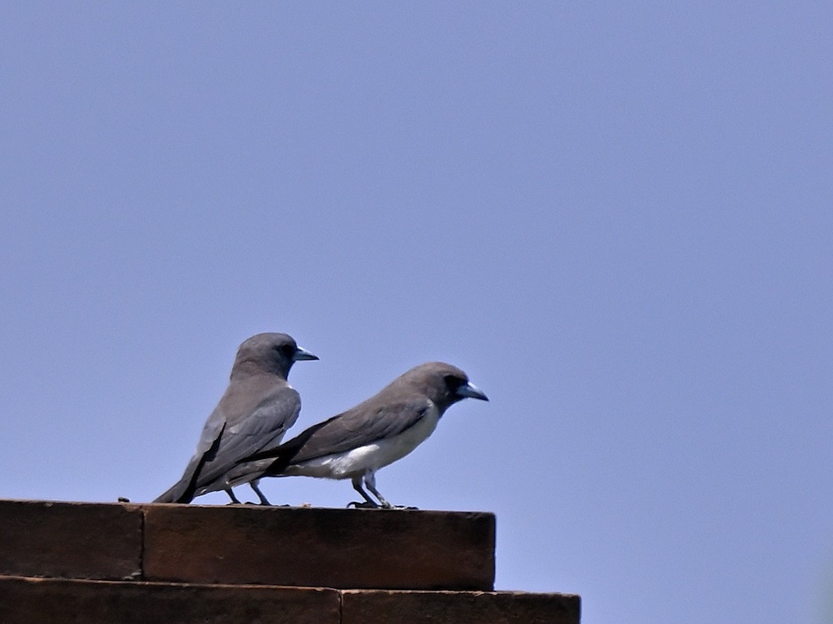 White-breasted Woodswallow - ML643702052