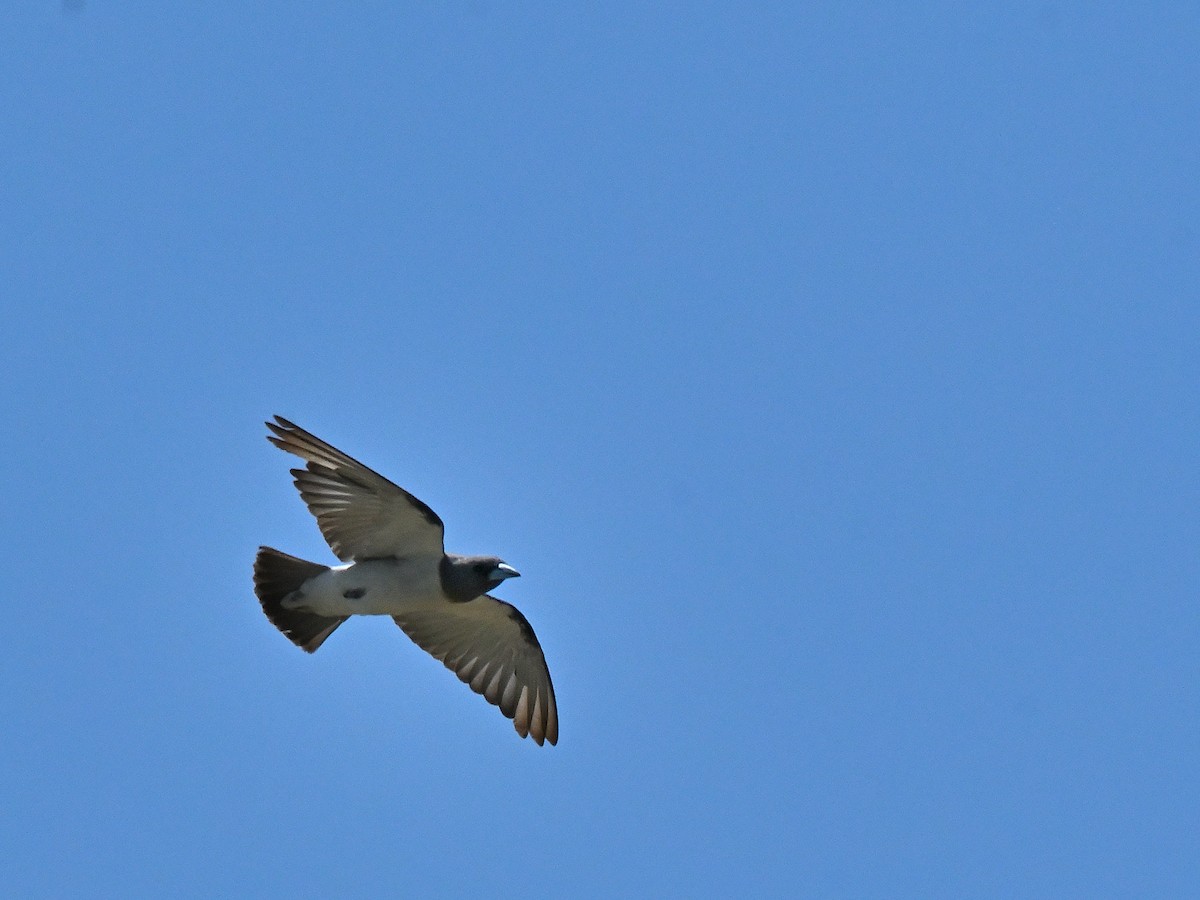 White-breasted Woodswallow - ML643702053