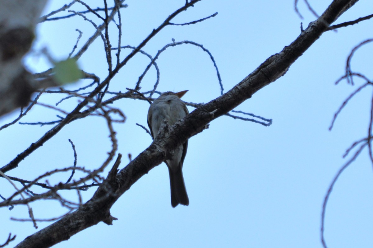 Greater Pewee - ML643702054