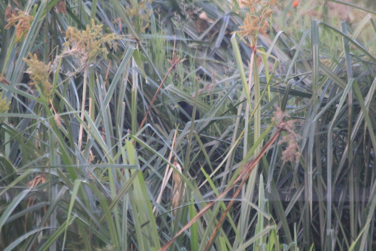 Black Crake - ML643702055