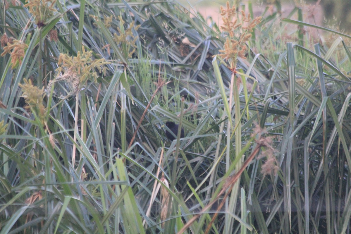 Black Crake - ML643702056