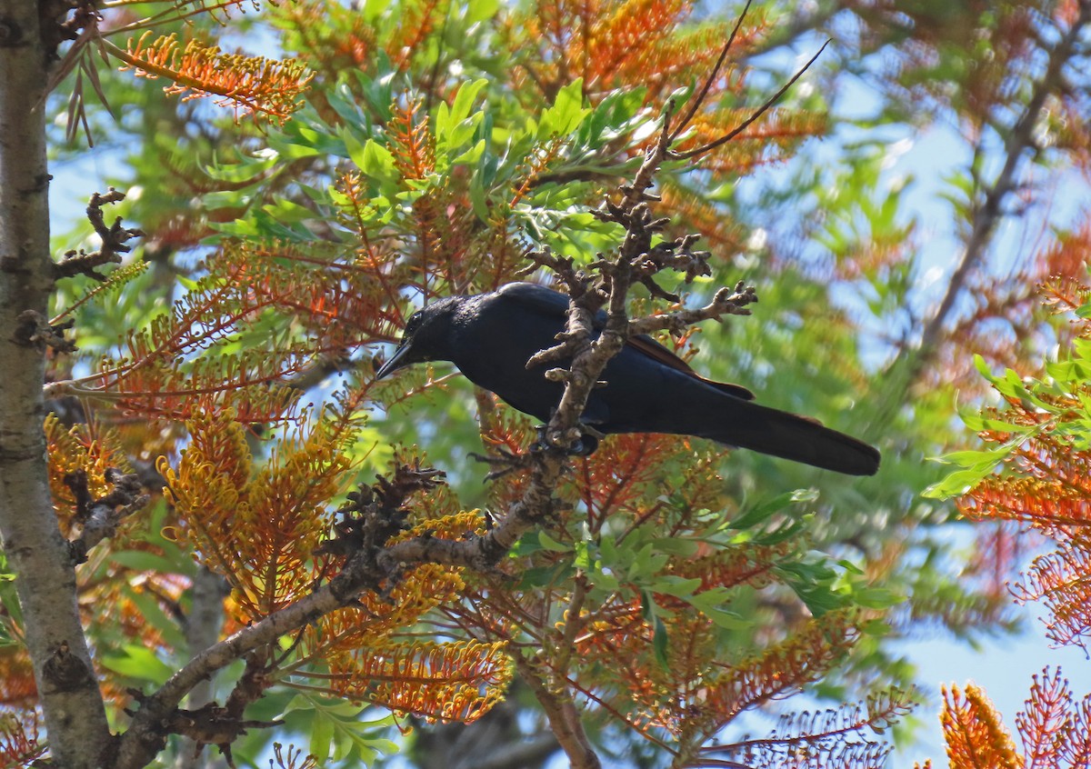 Red-winged Starling - ML643702058