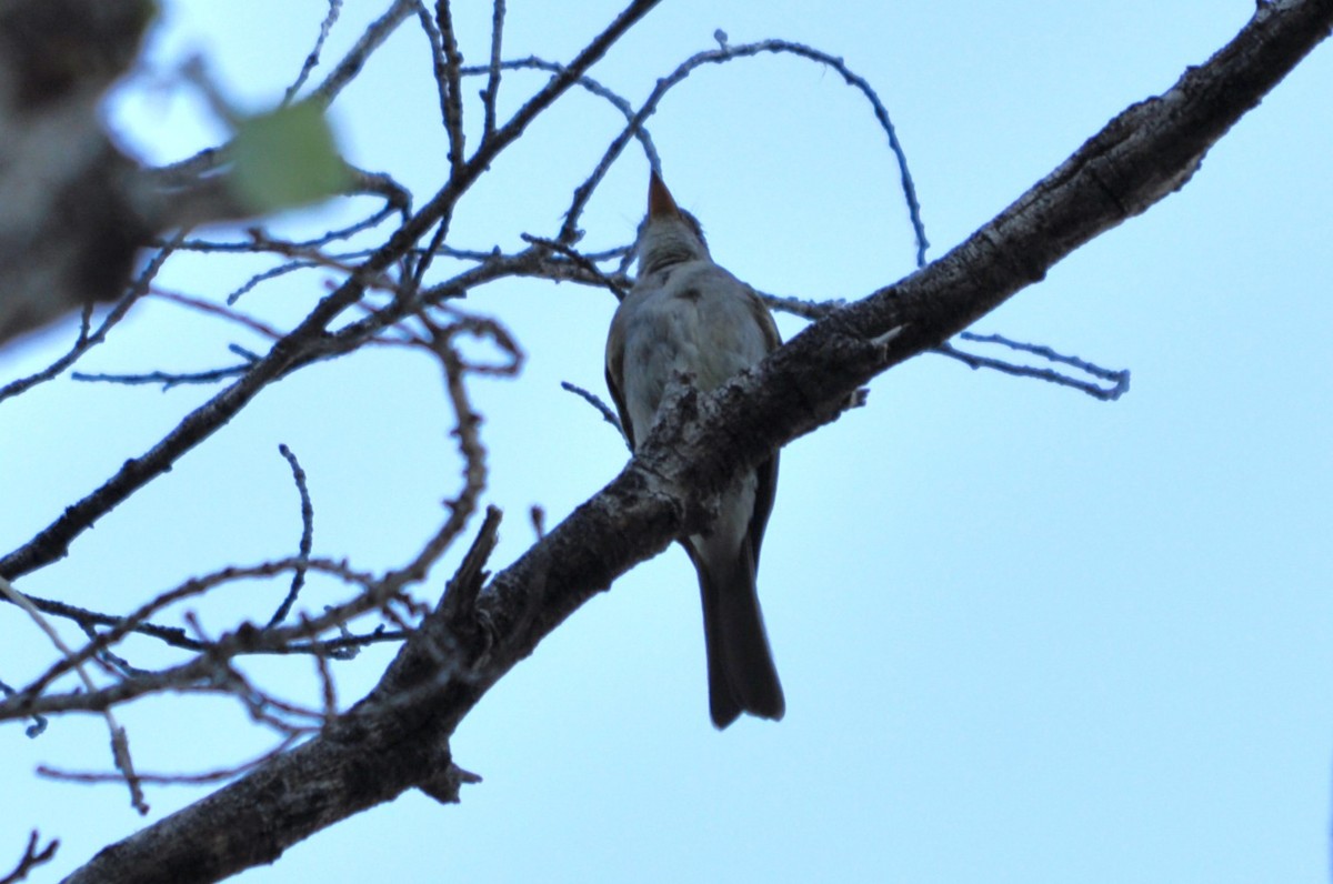 Greater Pewee - ML643702059