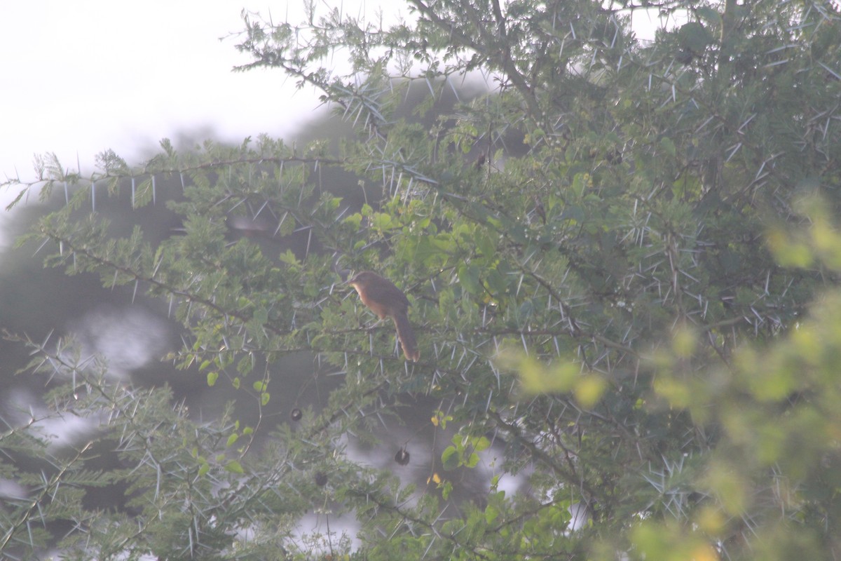 Rufous Chatterer - ML643702065