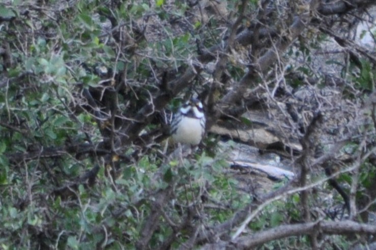Black-throated Gray Warbler - ML643702072