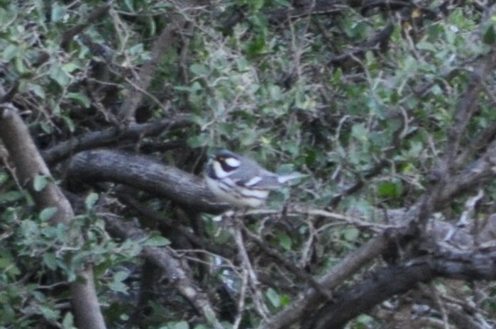 Black-throated Gray Warbler - ML643702076