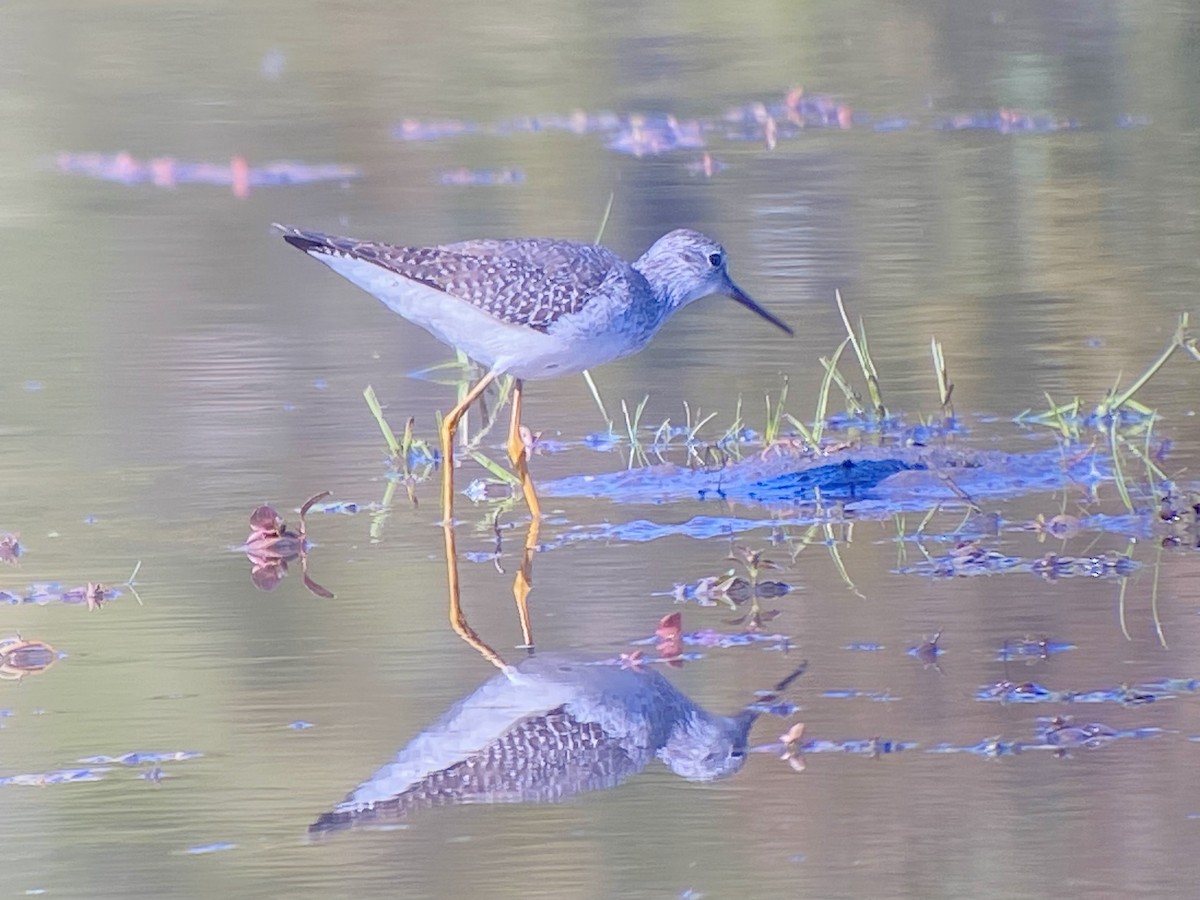 Lesser Yellowlegs - ML643702077