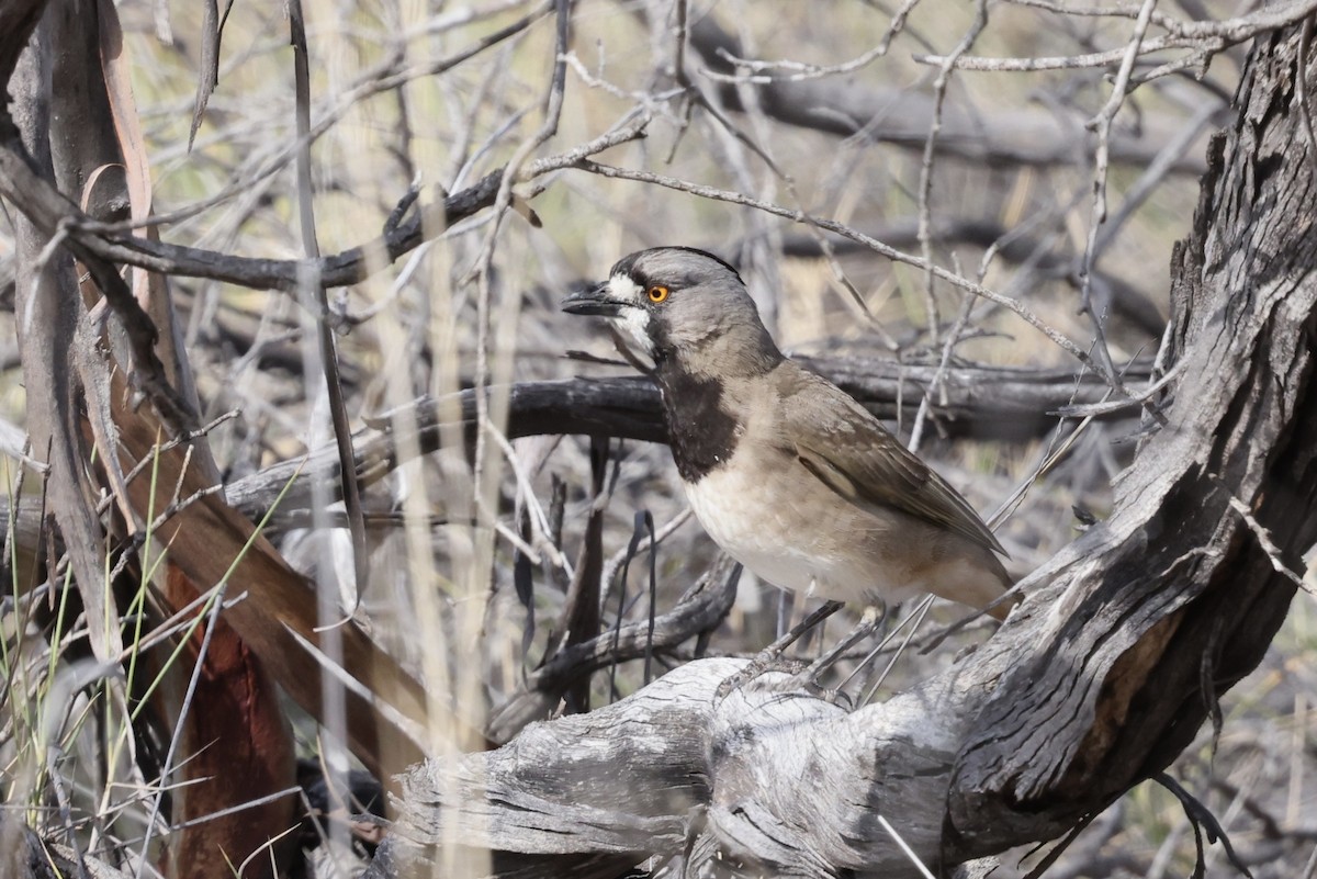 Crested Bellbird - ML643702079
