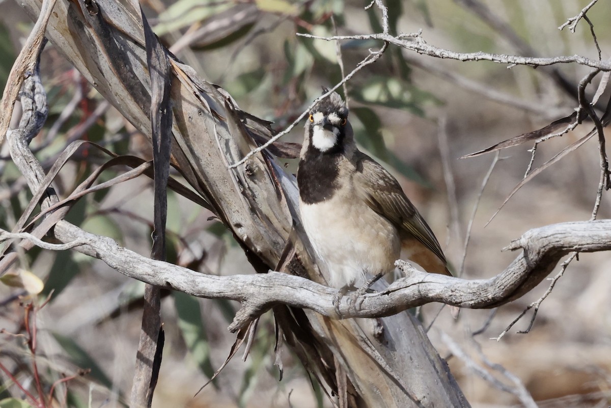 Crested Bellbird - ML643702080