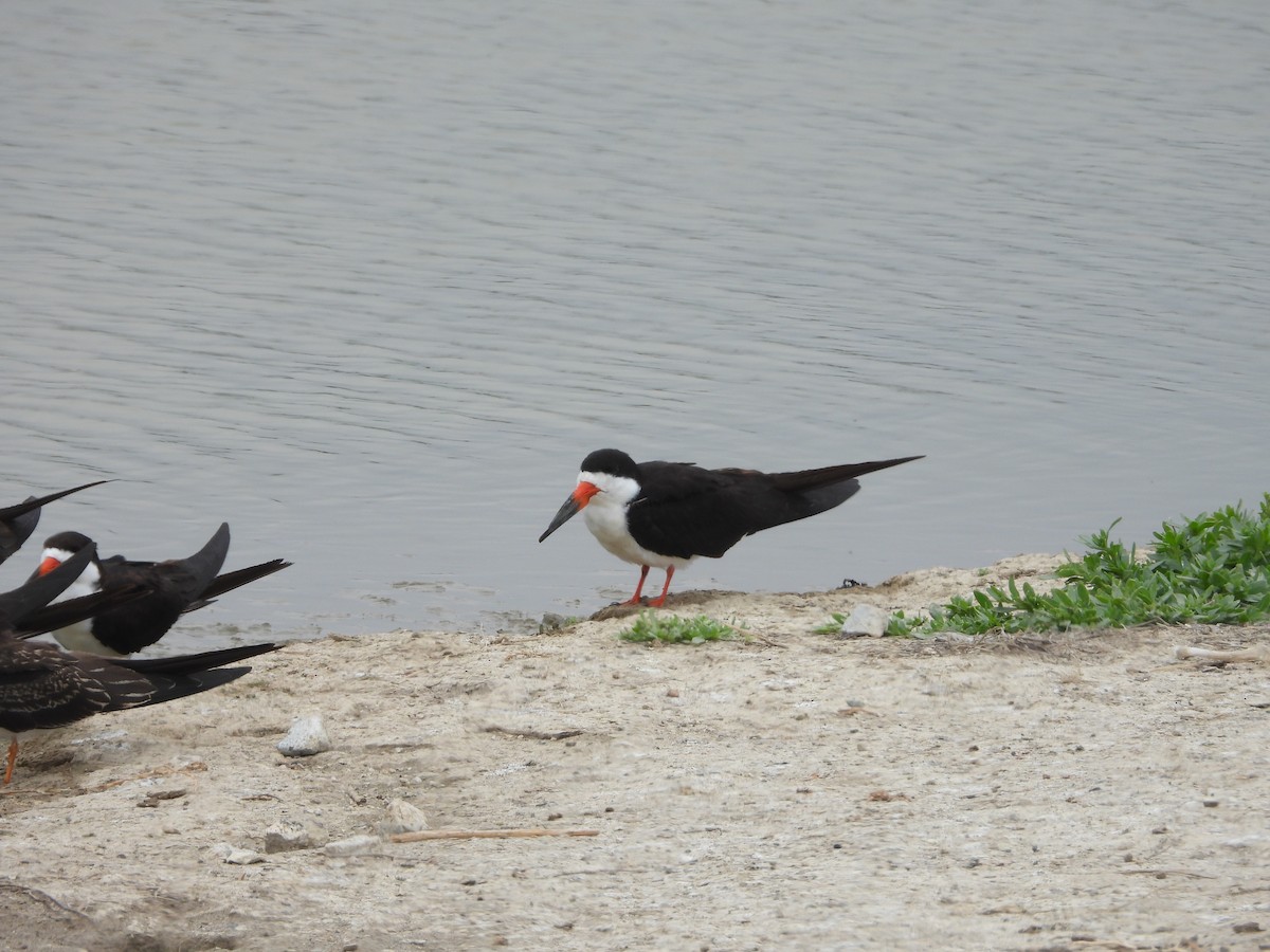 Black Skimmer - ML643702084