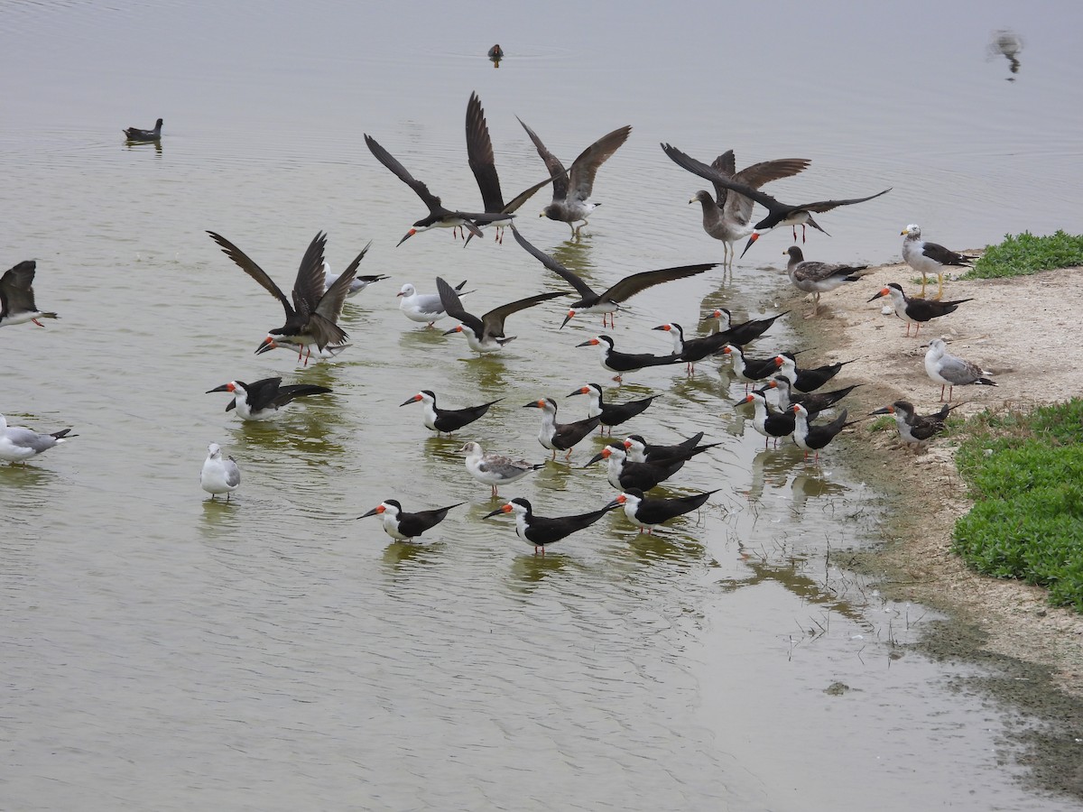 Black Skimmer - ML643702085