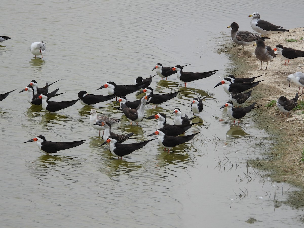 Black Skimmer - ML643702086