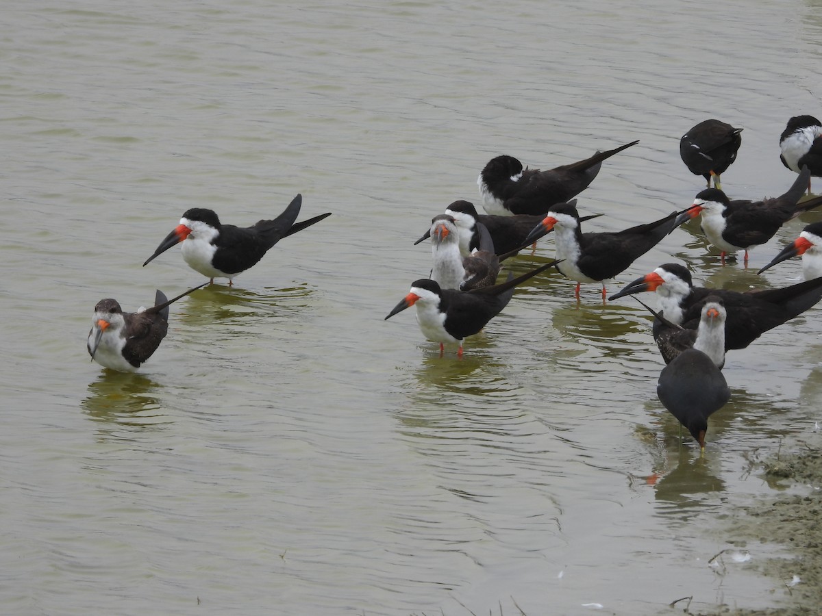 Black Skimmer - ML643702087