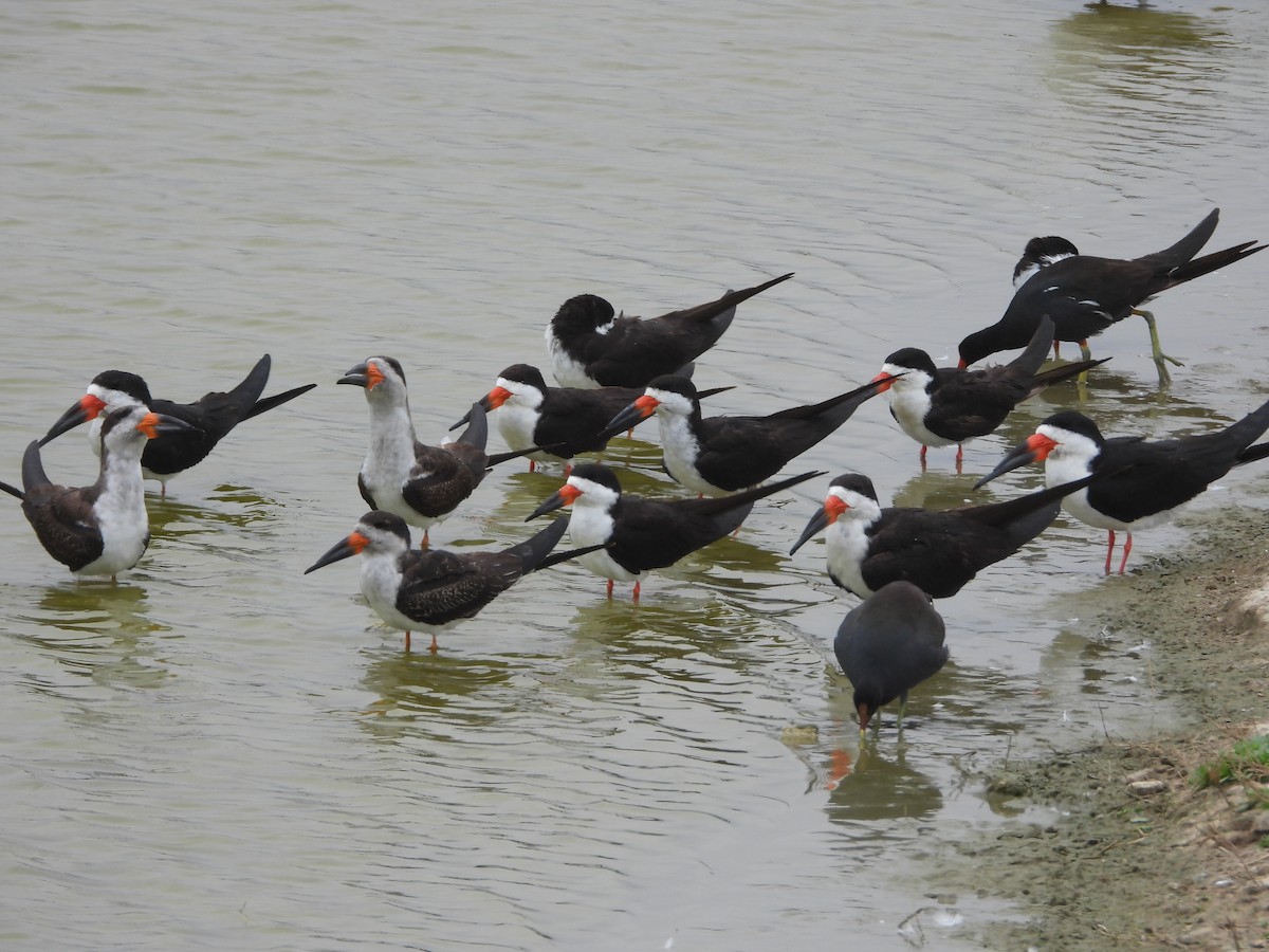Black Skimmer - ML643702088