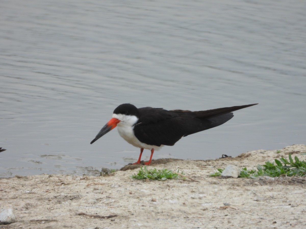 Black Skimmer - ML643702089