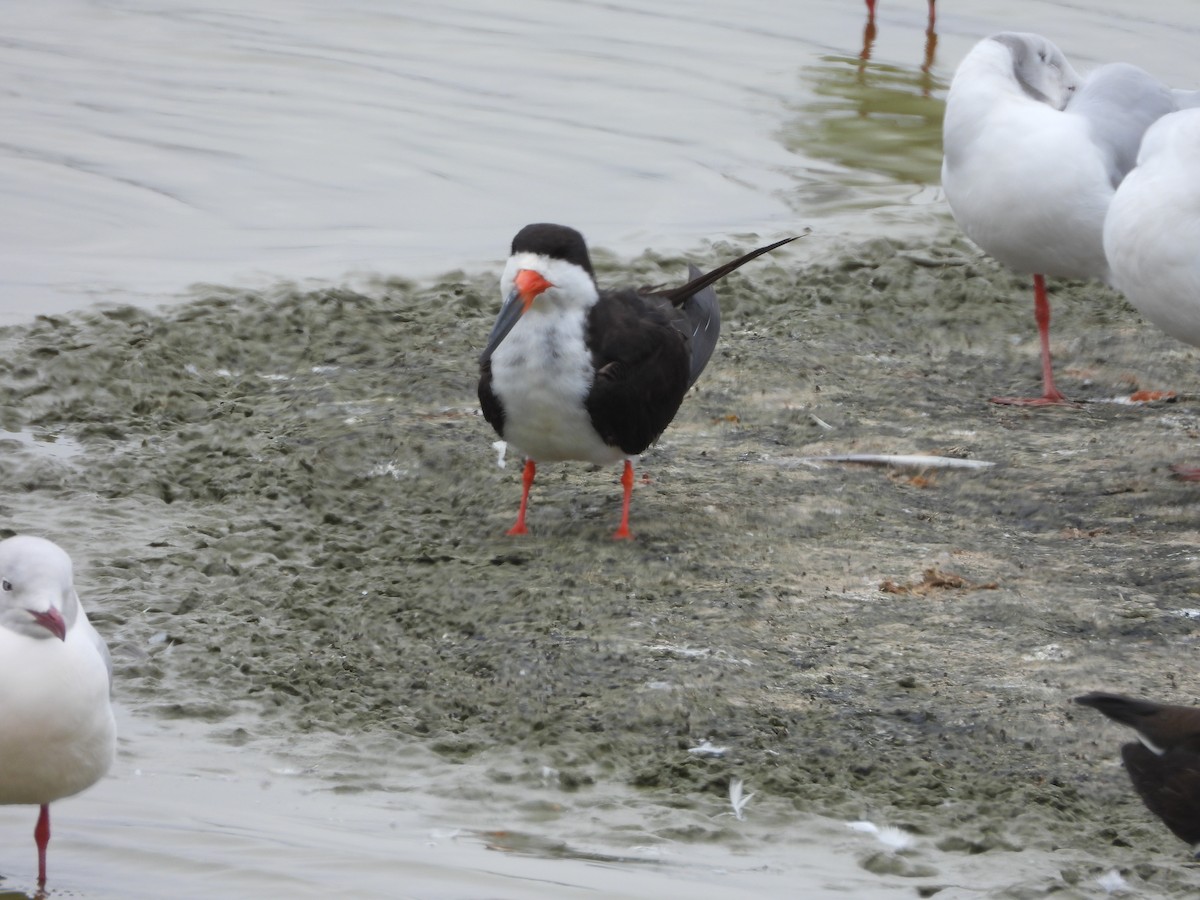 Black Skimmer - ML643702091