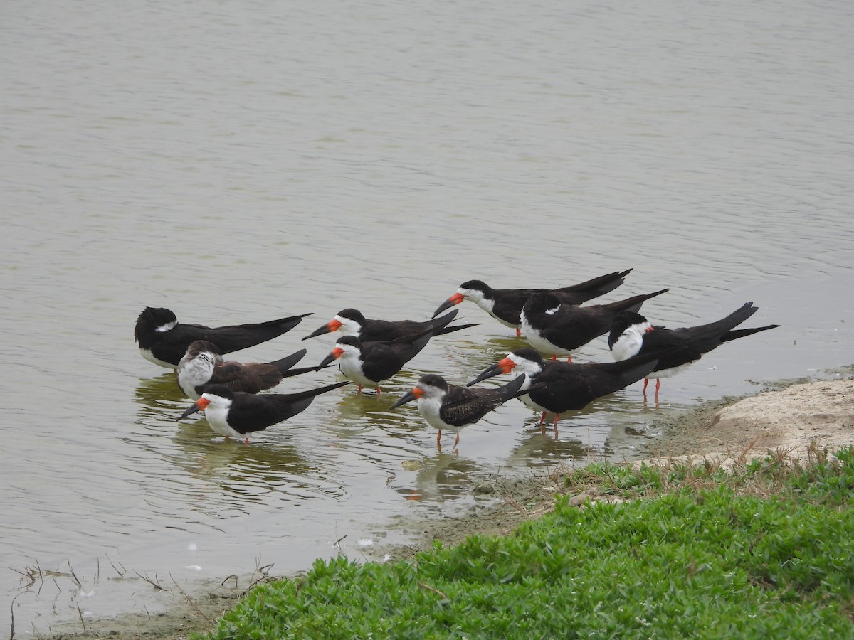 Black Skimmer - ML643702092