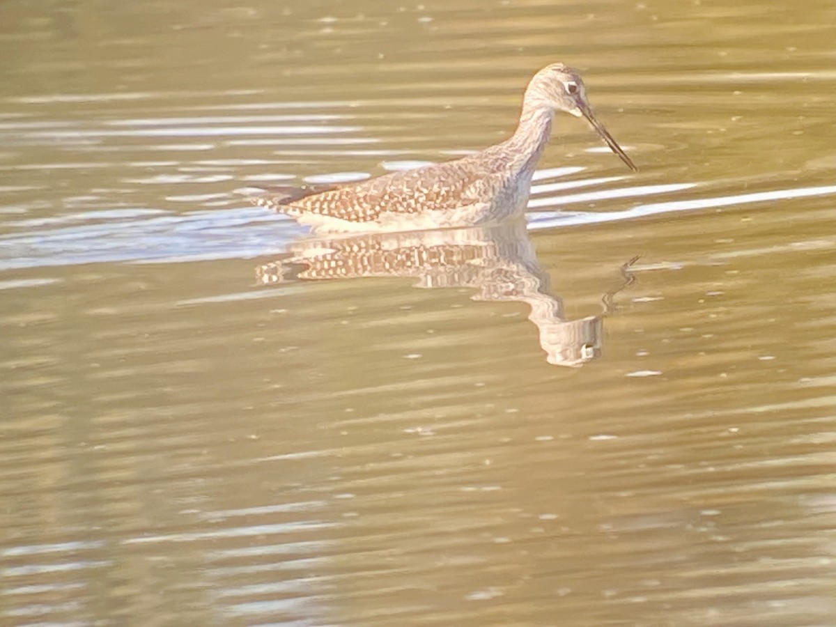 Greater Yellowlegs - ML643702093
