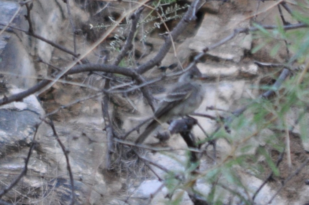 Greater Pewee - ML643702102