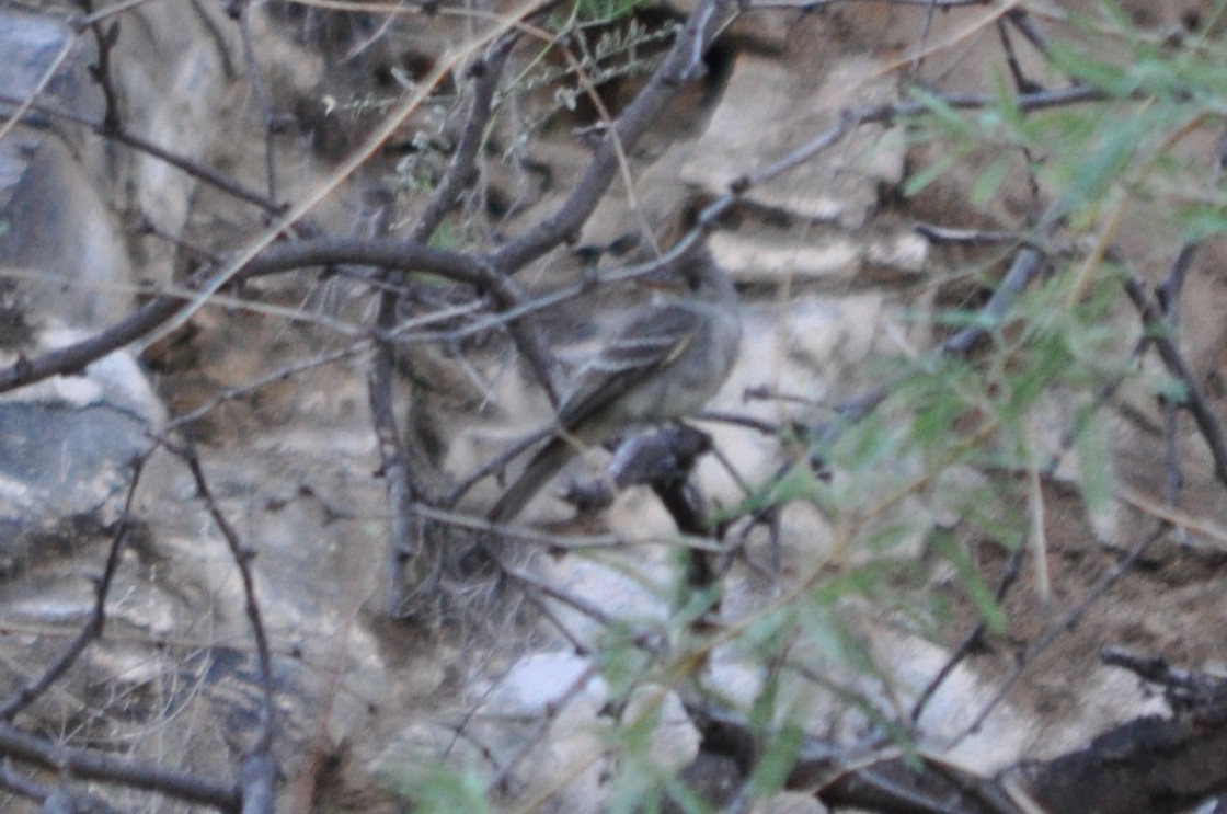 Greater Pewee - ML643702107
