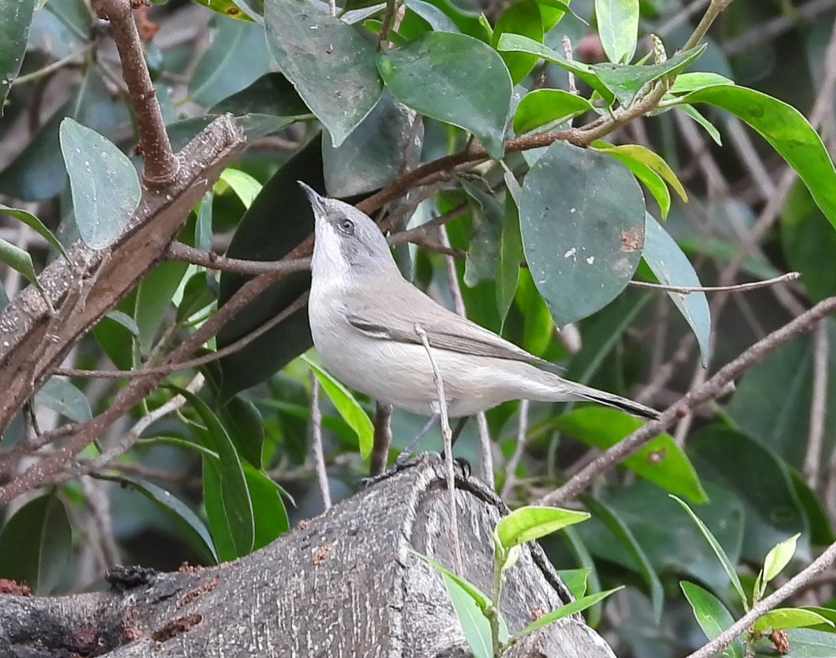 Fauvette babillarde - ML643702120