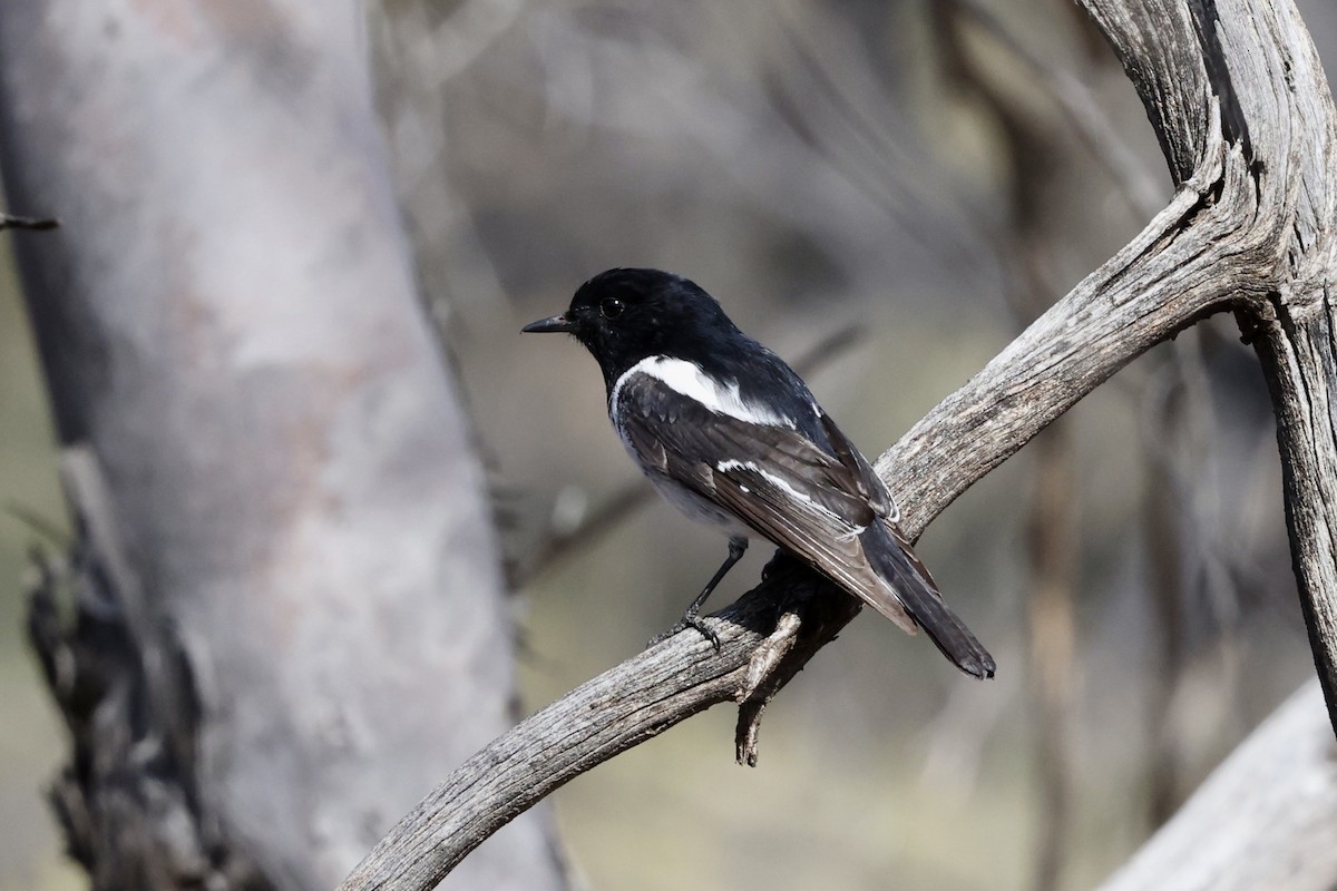 Hooded Robin - ML643702125