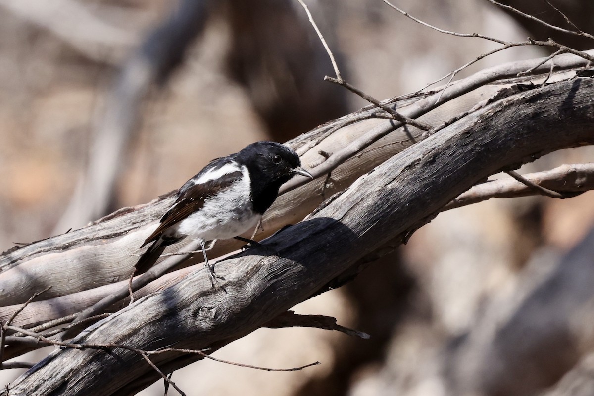 Hooded Robin - ML643702126