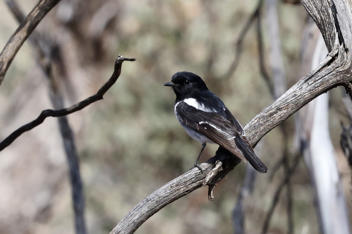 Hooded Robin - ML643702127