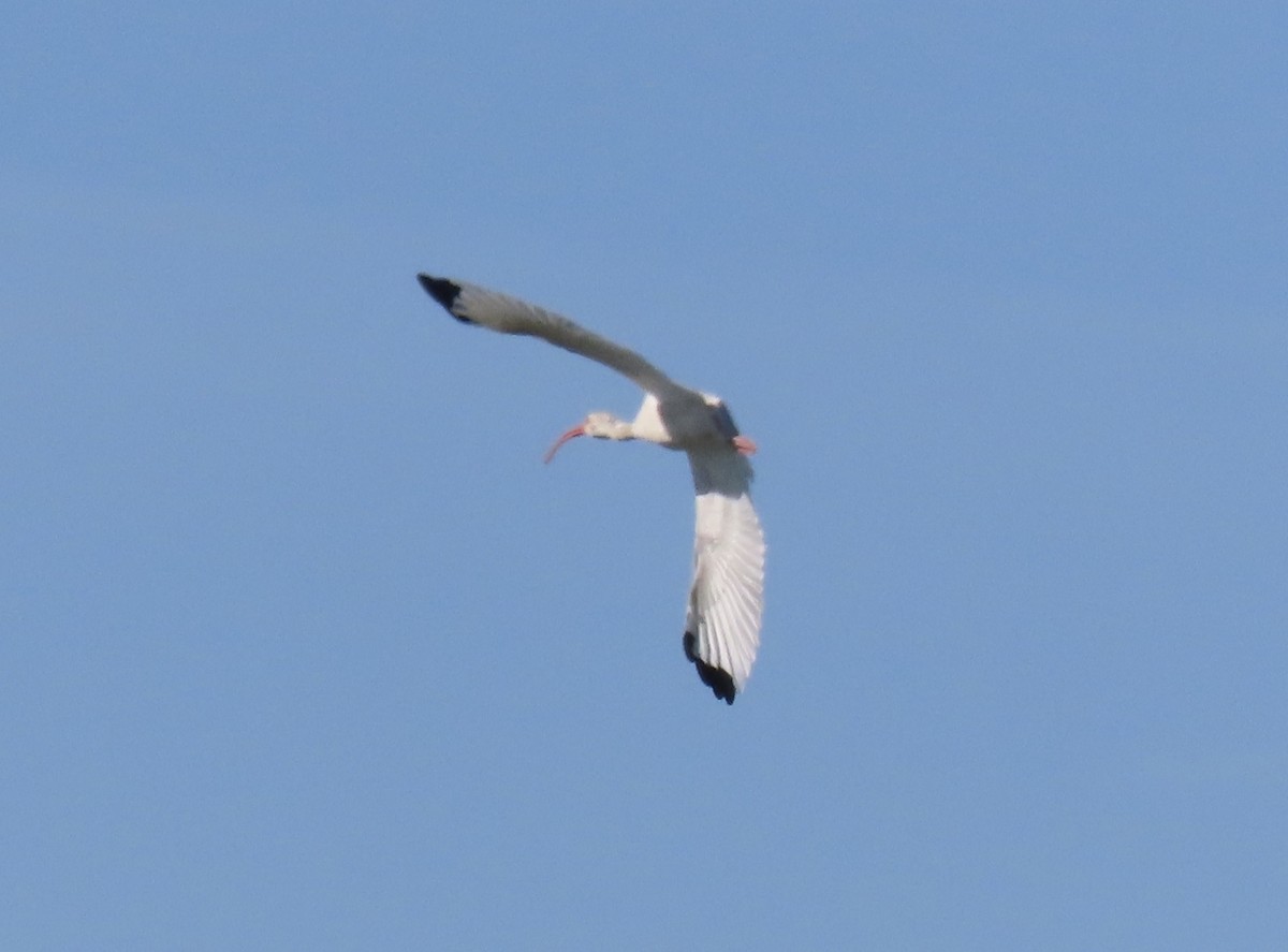 White Ibis - ML643702131