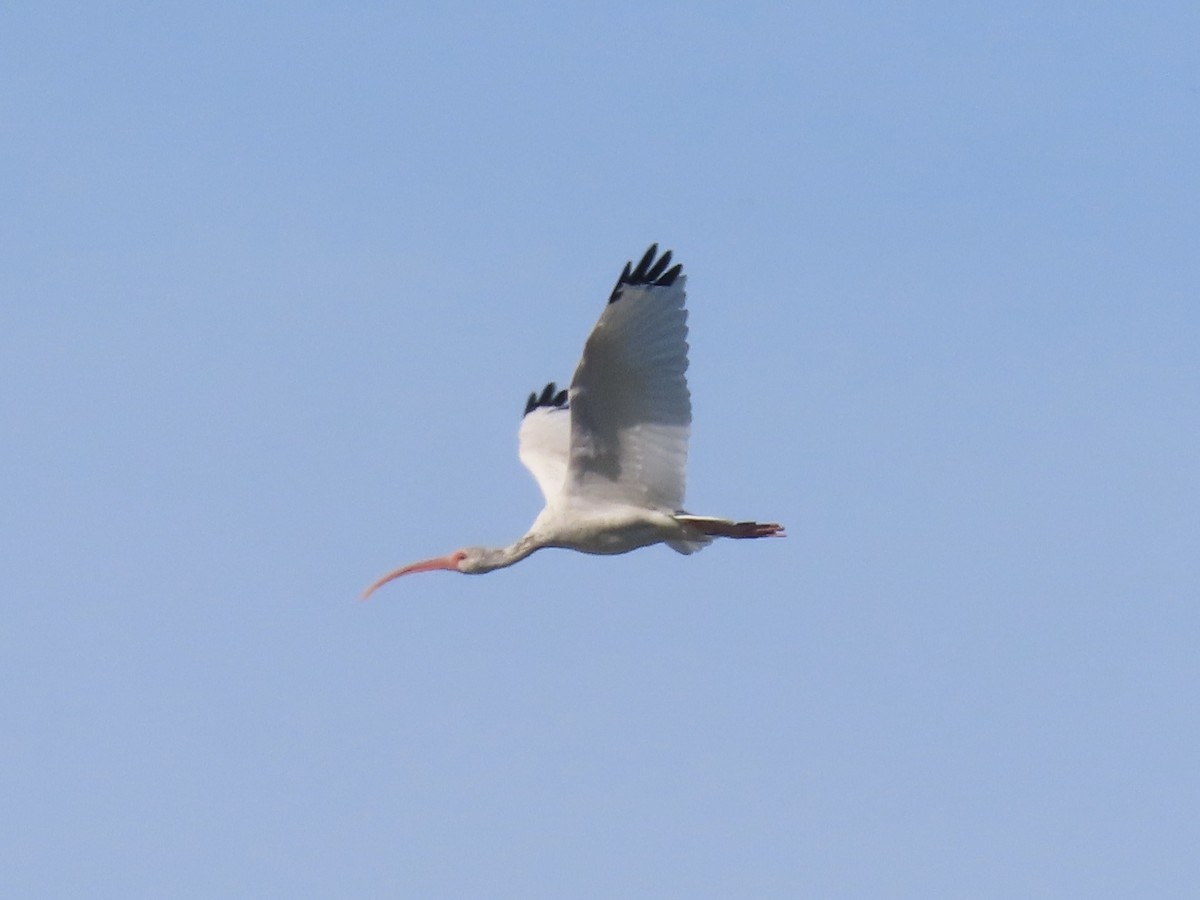 White Ibis - ML643702132