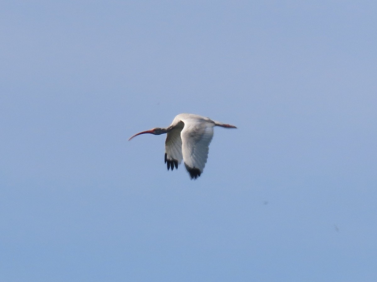 White Ibis - ML643702133