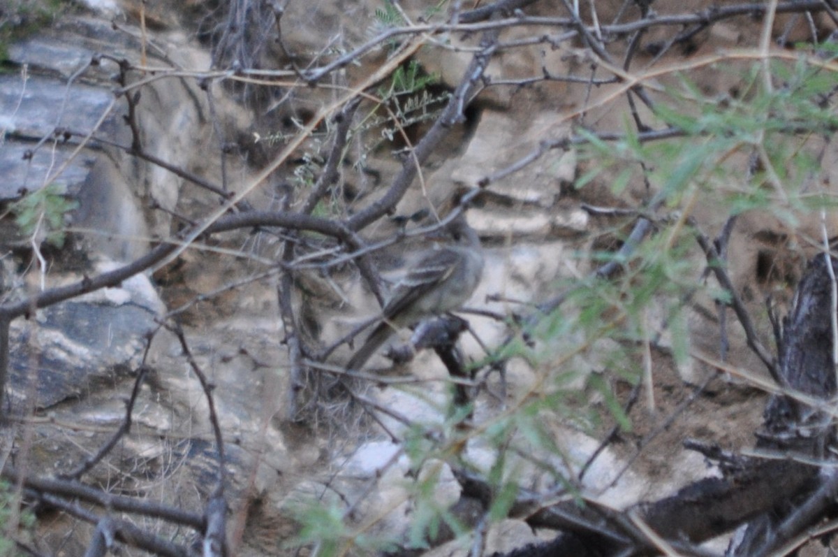 Greater Pewee - ML643702136