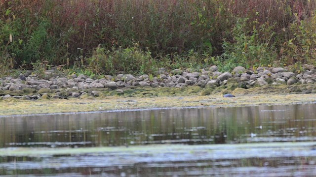 Loutre du Canada - ML643702139