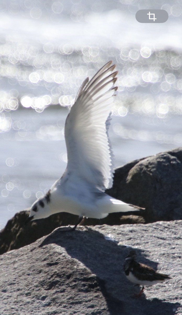Gaviota Tridáctila - ML643702156