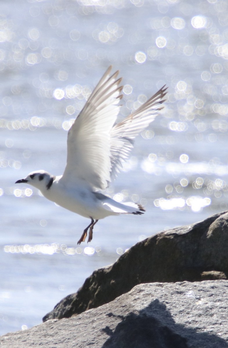 Gaviota Tridáctila - ML643702157