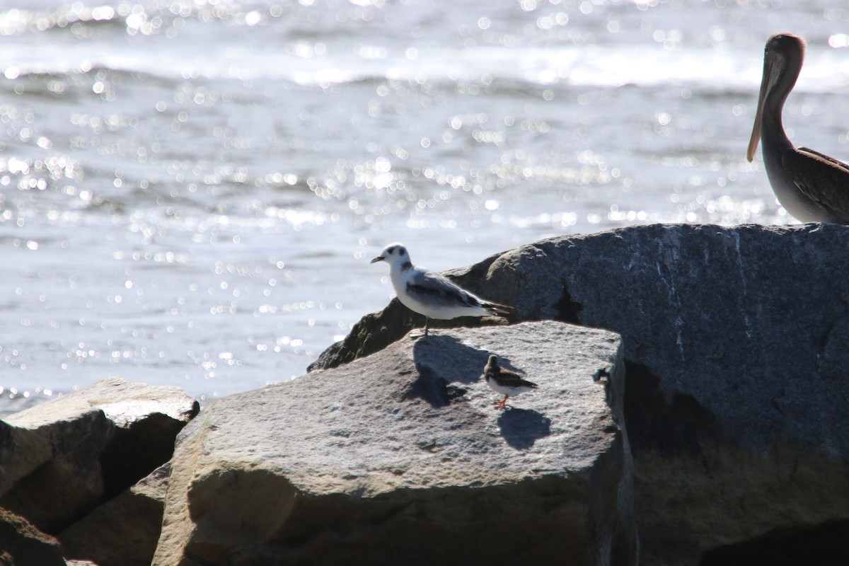 Gaviota Tridáctila - ML643702158