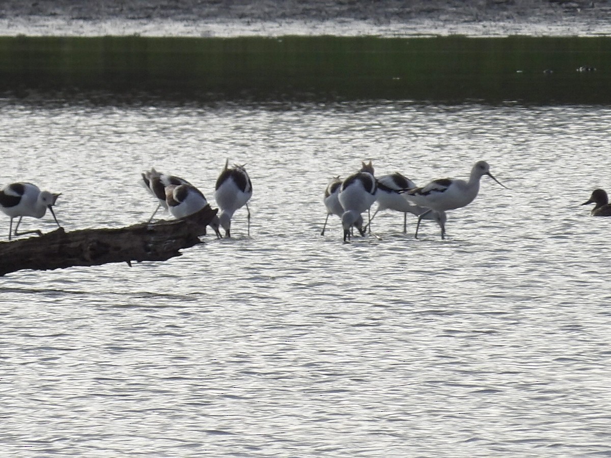 American Avocet - ML643702161