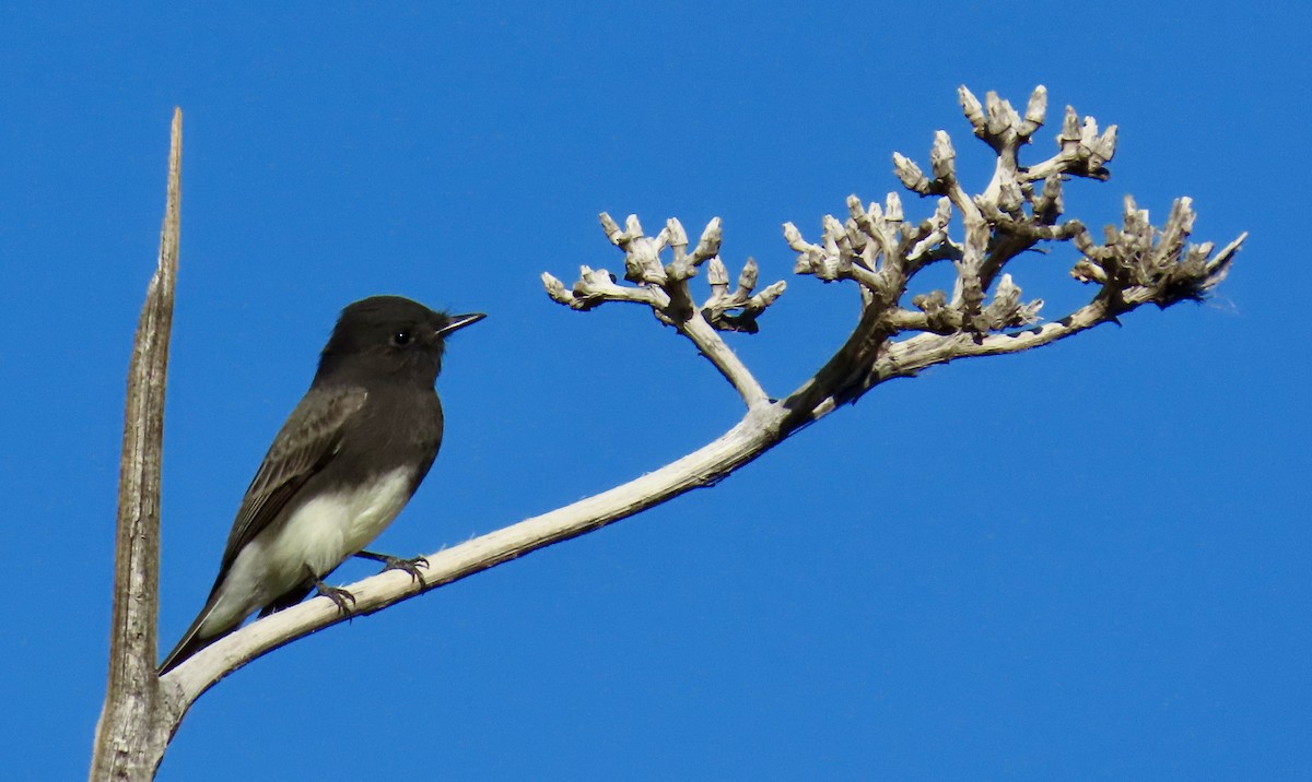 Black Phoebe - ML643702178