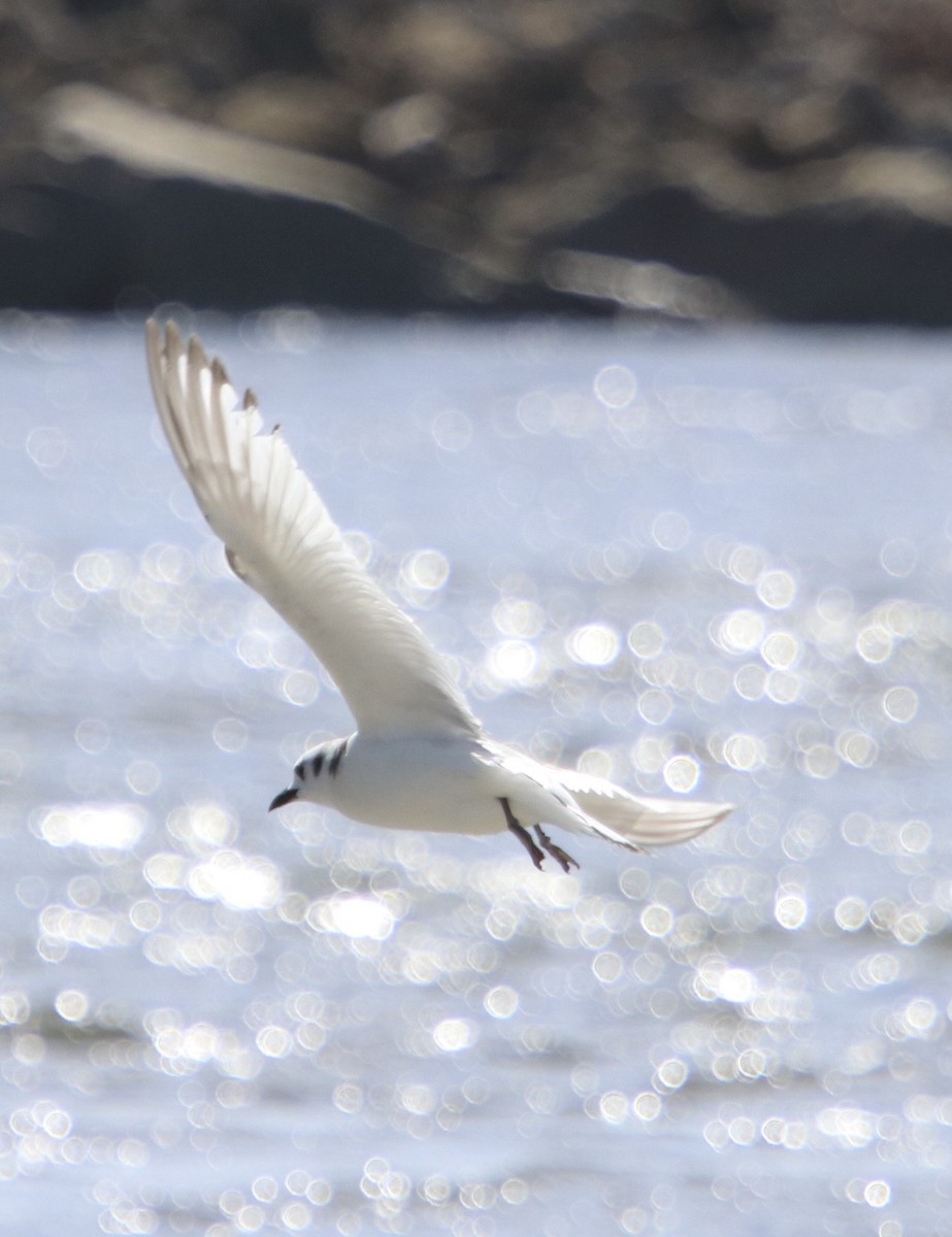 Gaviota Tridáctila - ML643702199