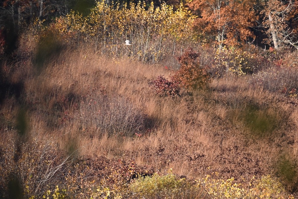 Northern Harrier - ML643702215