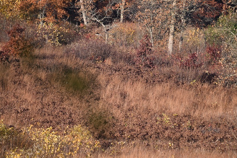 Northern Harrier - ML643702216